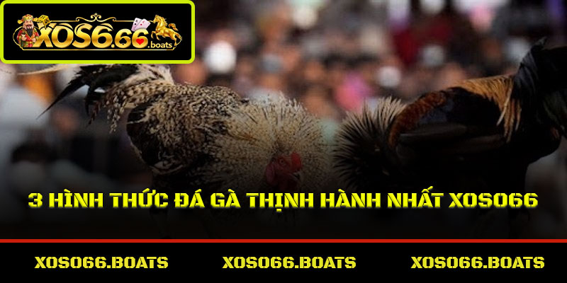 3 hình thức đá gà thịnh hành nhất Xoso66