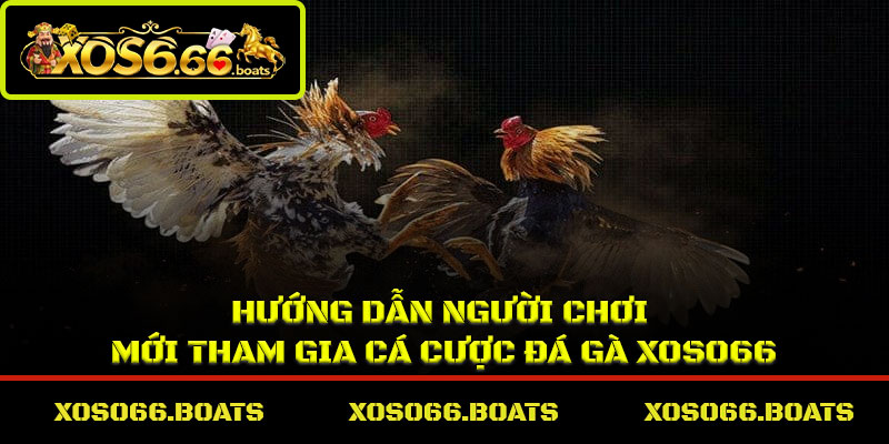 Hướng dẫn người chơi mới tham gia cá cược đá gà Xoso66